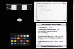Foto (Objekt + Etikett) von Goniodromites bidentatus (Reuss, 1858)  (NHMW-GEO-2014-0194-0179)